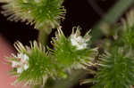 Largefruit blacksnakeroot